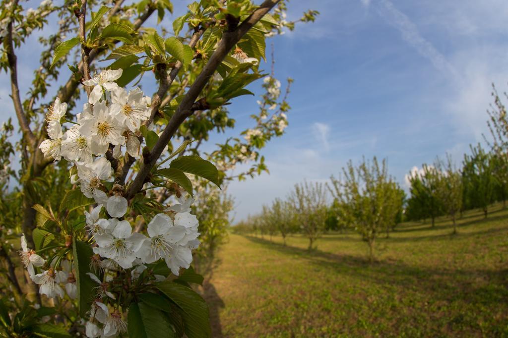 Tenuta Terre Dei Latini Segni