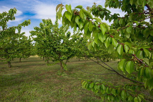 Tenuta Terre Dei Latini Alloggio per agriturismo