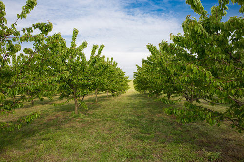 Vakantieboerderij Tenuta Terre Dei Latini *